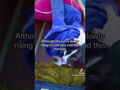 Muddy the Springer Spaniel got a little cold during a morning paddle. #canoe #springerspaniel