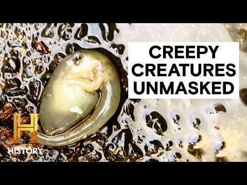 4 CREEPY LOOKING CREATURES CAUGHT ON CAMERA | The Proof Is Out There | History