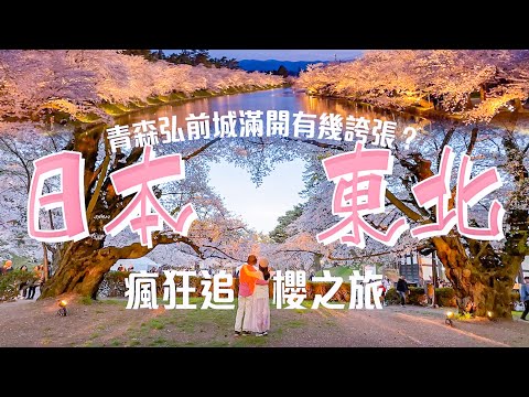 日本東北瘋狂追櫻旅(下集)🌸青森弘前城滿開🌸 ⇢ 秋田角館 ⇢ 仙台 ⇢ 日本三景松島 #日本東北 #青森 #秋田
