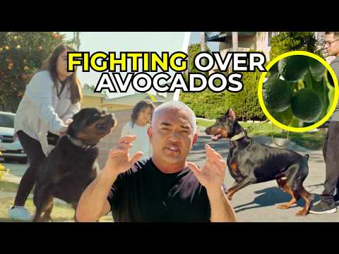 From Dog Friends to Dog Fights | Better Human Better Dog | S02E11