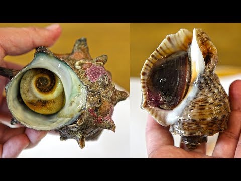 Be careful of snail or conch toxicity