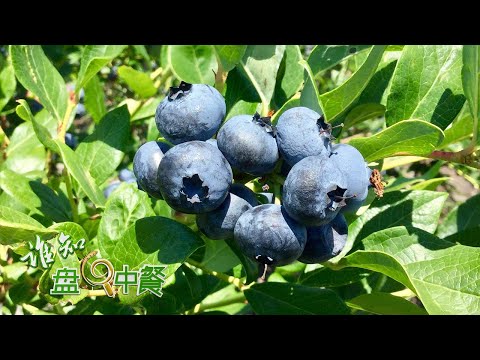 他种植的蓝莓个顶个的大，到底有什么种植秘诀？想把蓝莓种好，关键在于土壤，大棚里的土壤竟然跟外面的不一样！丨「谁知盘中餐」20230519