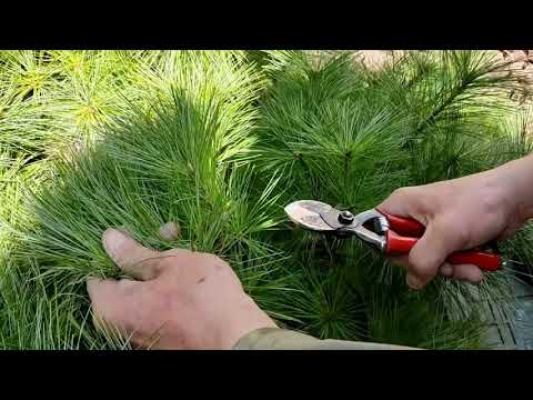 "Garden bonsai" Weymouth pine.