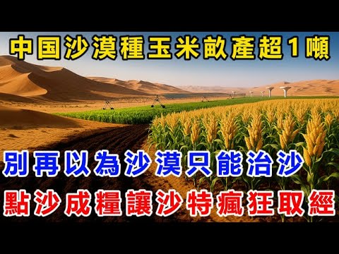中国沙漠種玉米畝產超1噸！別再以為沙漠只能治沙！點沙成糧黑科技讓沙特瘋狂取經！
