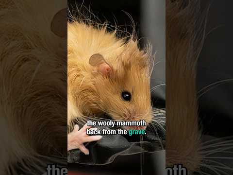 Turning mice into mammoths with SCIENCE