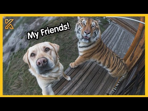 🦮When your dog brings home a friend 🙈😂Funniest Dog Ever!