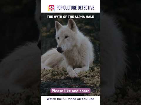 The Myth of the Alpha Wolf