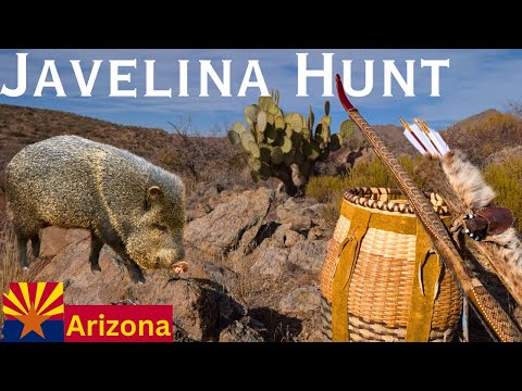Javelina Bow Hunt in the Arizona Mountains