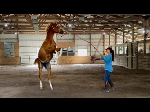 This Yearling is Out of Control!