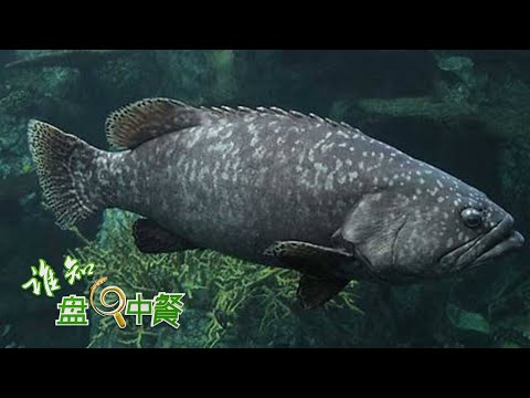 揭秘能长到300斤的龙胆石斑鱼！看看这么大的鱼究竟是怎么养殖的？丨「谁知盘中餐」20220620