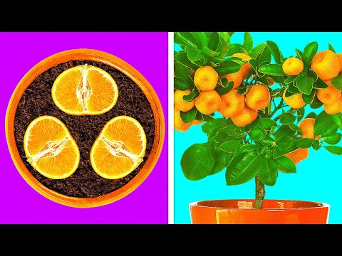 26 ЛАЙФХАКОВ, ЧТОБЫ ЛЕГКО ВЫРАСТИТЬ РАСТЕНИЯ