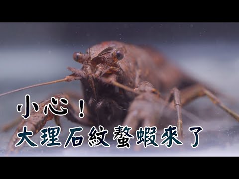 【外來種入侵】小心！大理石紋螯蝦來了｜不用交配就能自己生寶寶(我們的島 第1078集 2020-10-26)