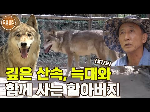 [특종세상] 깊은 산속, 수상한 소리의 정체가 늑대?! 늑대와 함께 사는 할아버지 MBN 180615 방송 (#1/2)