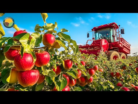 How Farmers Harvest Apples in New Zealand: Apple Juice Processed in Factory | Farming Documentary