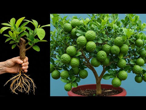 🌿Best trick to grow of kaffir lime | How to grow kaffir lime tree grow faster!