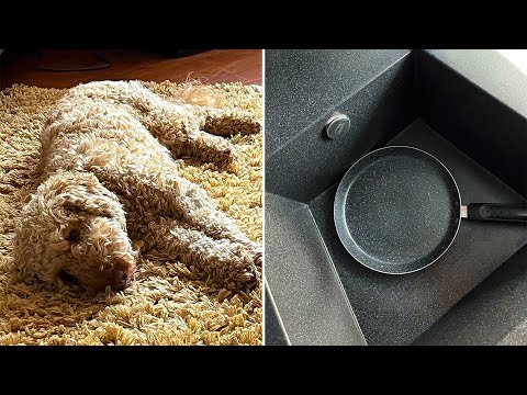 Mildly Interesting | WOW ... Parent's dog on near identical rug