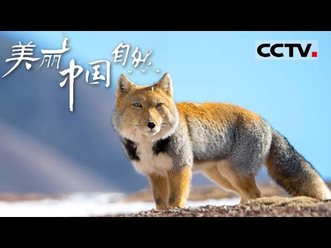 【ENG】拥有“厌世脸”的藏狐 它们看起来憨憨的 喜感十足！《美丽中国自然》冰雪川西系列【CCTV纪录】