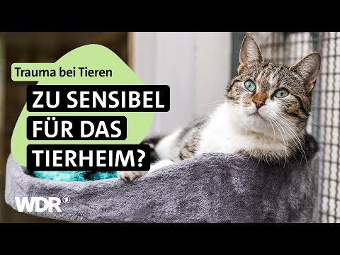 Tiere im Dauerstress: Gebrochene Herzen & leise Hoffnung | S04/E03 | Hallo Tierheim! | WDR