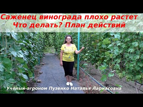Саженец винограда плохо растет. Что делать? План действий (Пузенко Наталья Лариасовна)