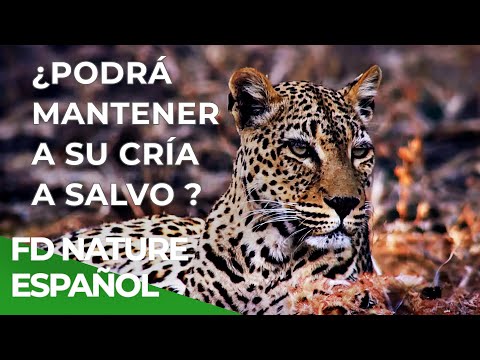 Malika, La Cazadora Leopardo | Free Documentary Nature - Español