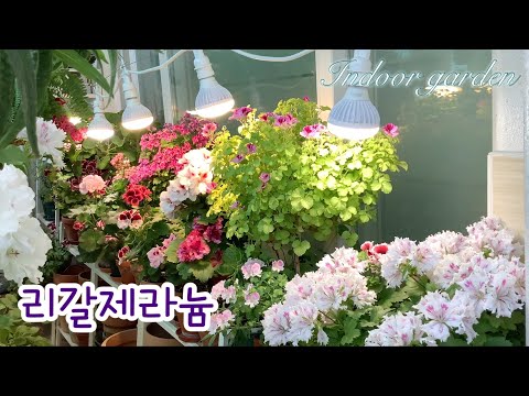 This is the first time I've seen such a rich Regal Geranium/Escamp-Fringed Aztec/Streptocarpus