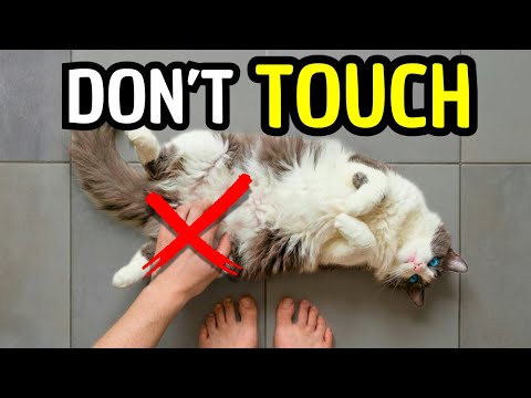 Your Cat's Belly Trap Isn't Aggression — Here's What It Means