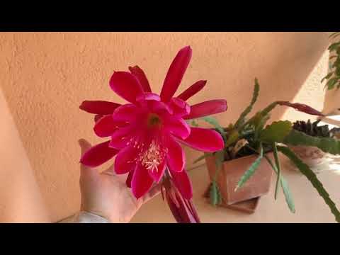 forest cactus epiphyllum. Care.