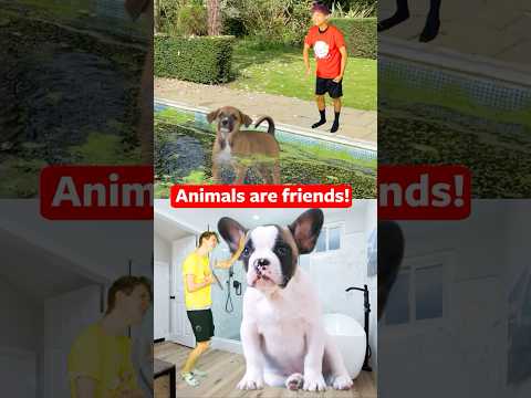 Animals Are FRIENDS! ❤️