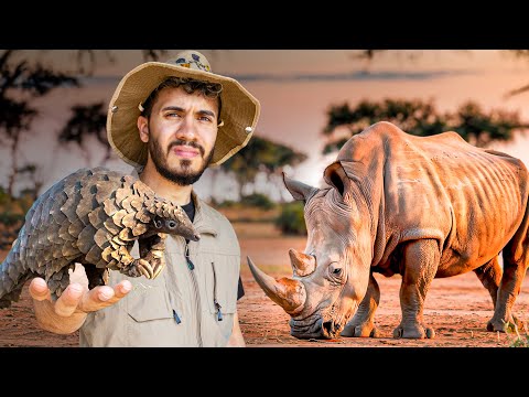 Encontré los ANIMALES más TRAFICADOS del MUNDO: Rinoceronte y Pangolín 🦏
