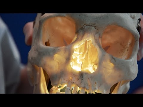 Paranasal air sinuses