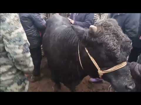 Жетісаи мал базары 11.12.2025. Ж мал бағалары. Тіркеліп кетіңіздер. 