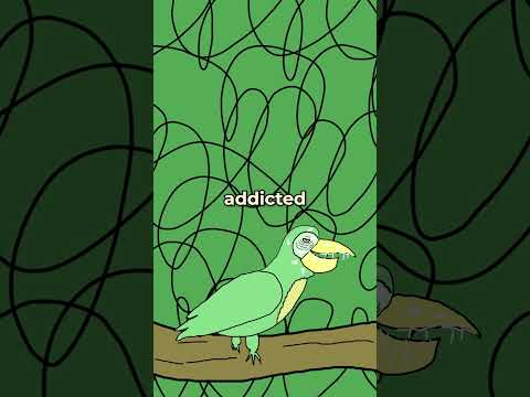 The Sad Lives of Parrots 🦜 😭