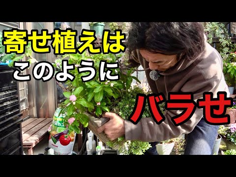 I'll teach you how to properly separate your plants [Gardening Superman Carmen-kun]