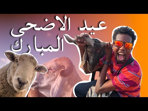 جولة في ثاني أكبر سوق مواشي في إنجمينا | الأسعار، الأنواع، والمفاجآت