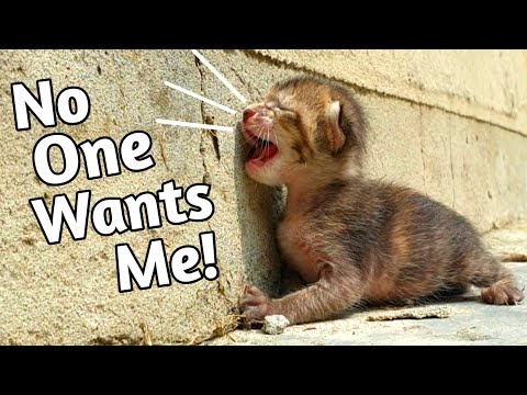 Trying to save life of 6 days old poor newborn kitten