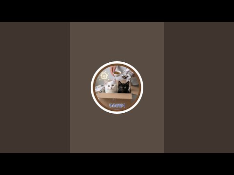 LIVE: 深夜治愈局!养狗日 Live: Daily Life with My Cute Dog & Cat Moments Non Stop