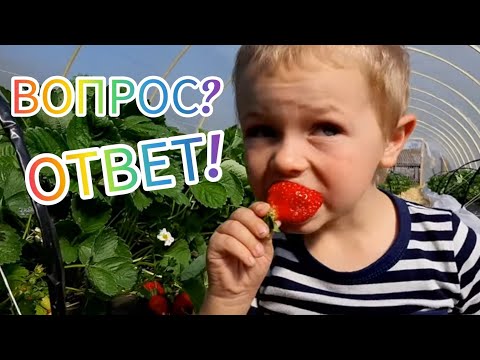 Выращивание клубники в Сибири. Наберём 10 тыс. подписчиков к 5 июня!? Ответы на вопросы подписчиков.