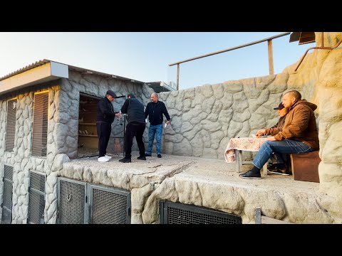 Соревнование бойних голубей в Арменнии 2025