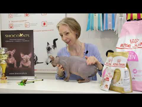 КАНАДСКИЙ СФИНКС.ПРЕЗЕНТАЦИЯ ПОРОДЫ.