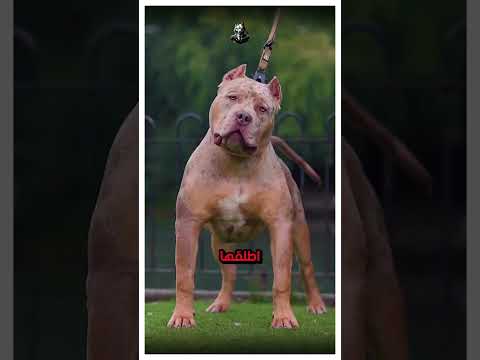 خطأ واحد في تربية البيتبول قد يكلفك الكثير! #كلاب #بيتبول