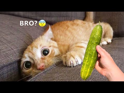 Videos De Risa De Animales 2025 - Perros y Gatos Chistosos - Videos De Animales Graciosos #35