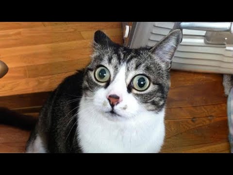 Cat's head confusion