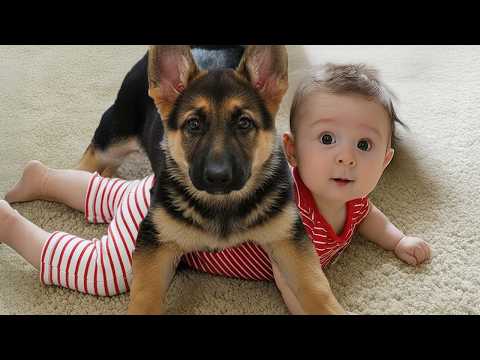 When Your Dogs Totally Think They're Bodyguards ♥️