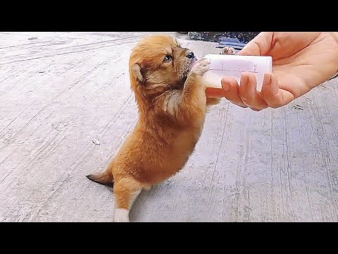 Picked up a newborn puppy by the roadside,brought it home and the whole family took turns feeding it