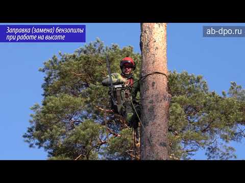 Арбористика. Элементы работы арбориста