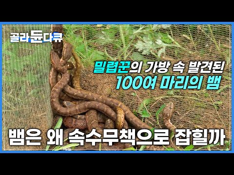 살모사부터 구렁이까지 바글바글한 땅꾼의 그물│도망가는 뱀 밀렵꾼과 쫓아가는 밀렵감시단!│하나뿐인 지구│#골라듄다큐