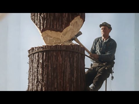 How Giant Redwood Trees Become Lumber | Complete Logging Process