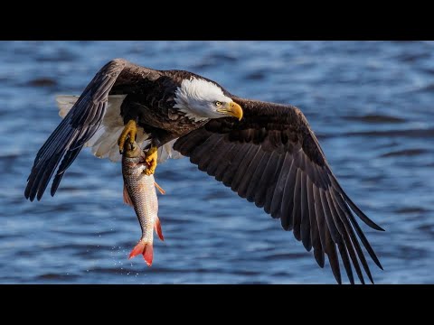 The symbol of America is the big, strong, and brazen BALD EAGLE! He loves fishing and stealing!