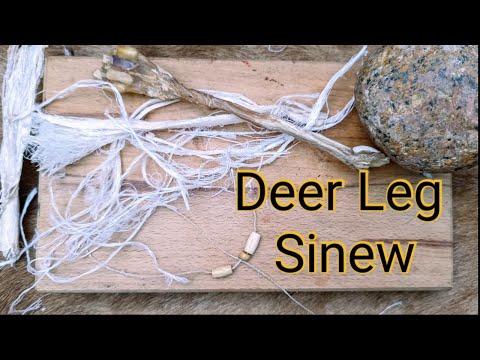 Making Cordage from Red Deer Sinew