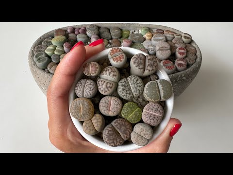 Литопсы/ Lithops. Вопросы 🔜 Ответы ⁉️31.10.2023.